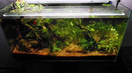 aquarium lowtech