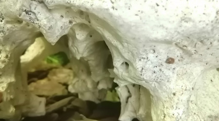 Surprise ? quelques petits tétra citron sont apparu, une dizaine je dirais ?