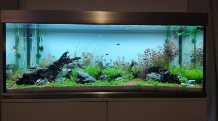 aquarium Proxima