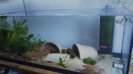 aquarium Cuve 3 axos juvéniles