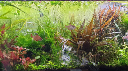 Bac communautaire avec crevettes