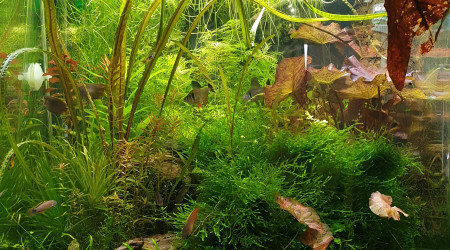 Aquarium communautaire (dont Neoracidina Yellow)