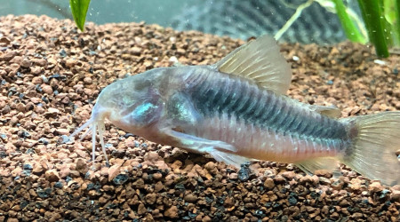 Corydoras bronze / Corydoras aeneus