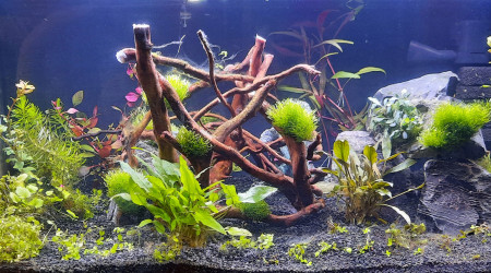 aquarium 40l