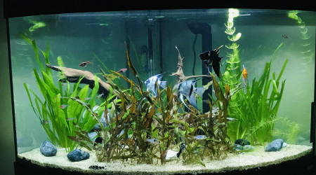 aquarium Bentho1