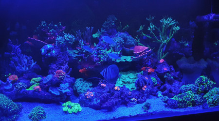 Juste avant l'extinction des éclairages