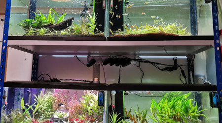 aquarium Guppy