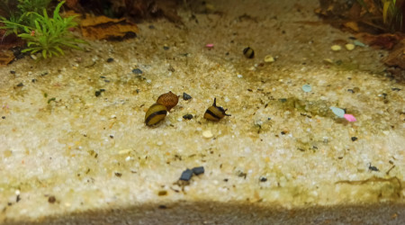 Gary et ses amis (Clithon Diadème)