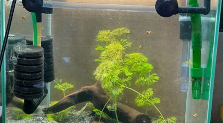 aquarium reserve plante