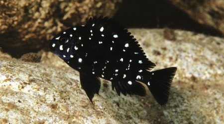 aquarium tropheus duboisi