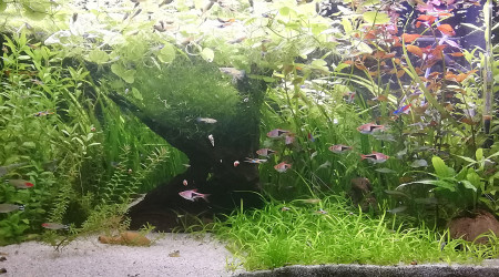 Après un peu d'engrais et de CO2