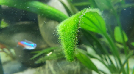 Algue "cheveux" ou algue "velour"?