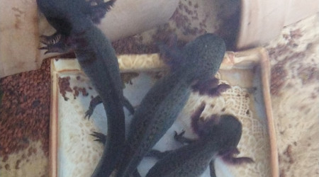 A table les axolotls !