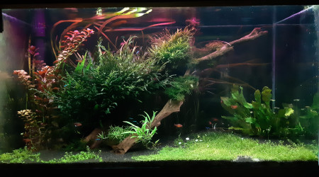 aquarium 800L