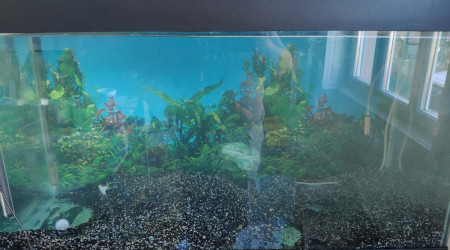 aquarium Bac de remise en service