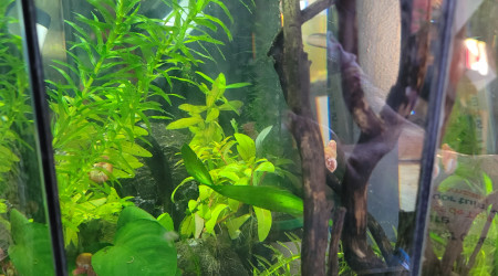 aquarium tétraodons nains