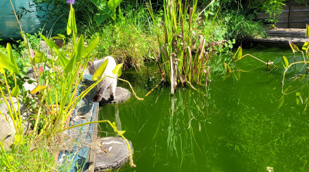 aquarium bassin du chat pecheur