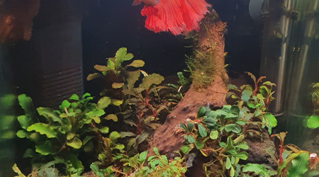 Bac Buce Betta "terminé"