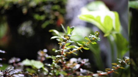 Wabi kusa grand modèle