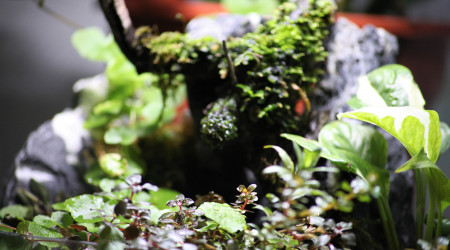 Wabi kusa grand modèle