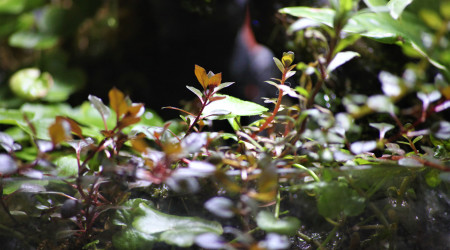 Wabi kusa grand modèle