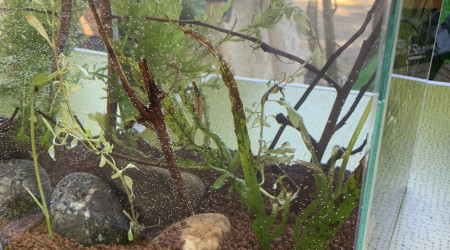 aquarium Plantes rescapées