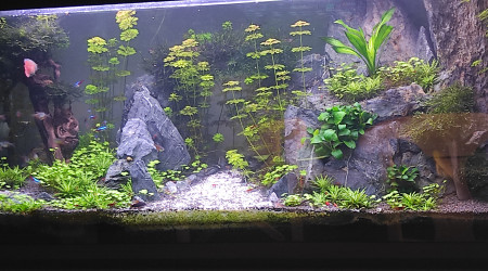 aquarium 240l