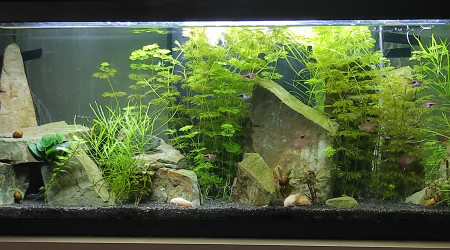 aquarium 100l