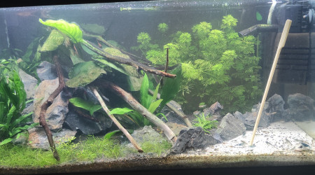 aquarium 50l