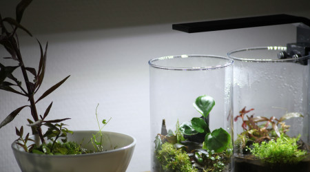 Les trois petits nouveaux wabi kusa