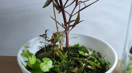 Les trois petits nouveaux wabi kusa