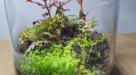 Les trois petits nouveaux wabi kusa