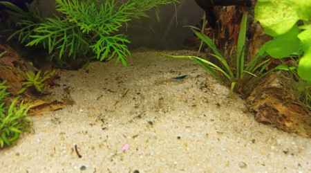 Crevette en vadrouille sur le sable