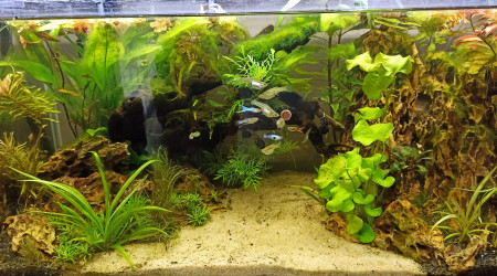 La tribu goûte les novo tab, trop bon !!