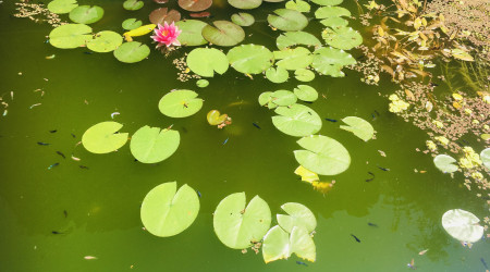 aquarium Piscine