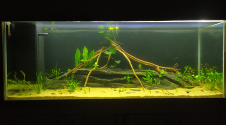 1 semaine après mise en eau