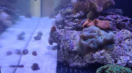 aquarium Red sea 525xl