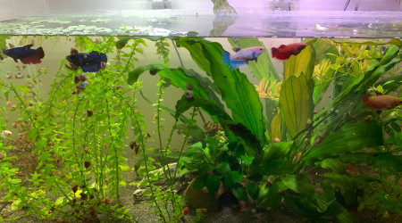 aquarium Aquarium tout inclus  plantes poissons accessoires