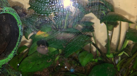 aquarium Aquarium avec filtres écrevisses et nouritures