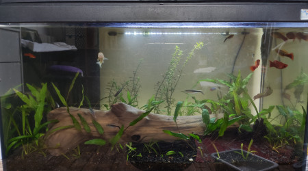 Ajout de plants de cryptocoryne