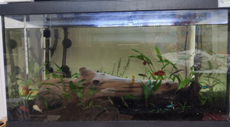 Avant grand changement, à venir : changement de substrat, ajout de racines et de nouvelles plantes