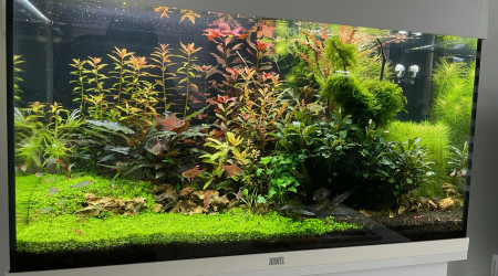 aquarium 125L