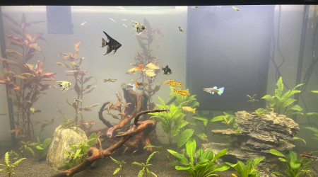 aquarium 250L