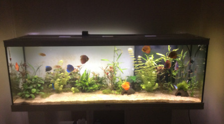 aquarium Amazonien