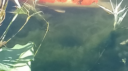 Koi ginrin sanke male