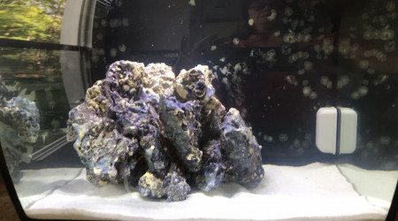 aquarium Nemo