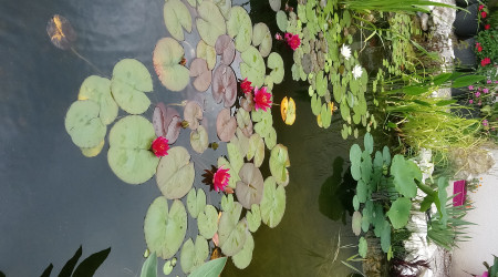 Nénuphars en fleurs