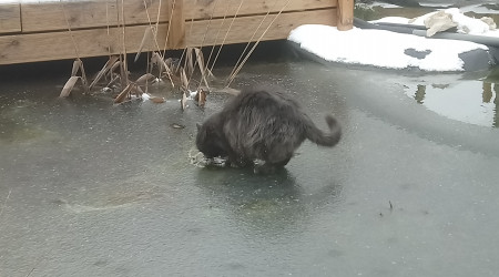Le chat sur la glace et les koi dessous....