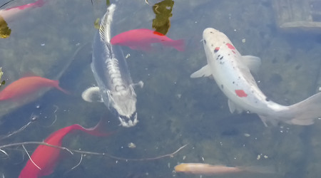 aquarium Bassin 8000 litres koi et poisson rouge