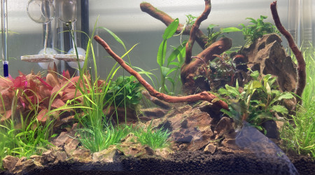 aquarium Cams tank